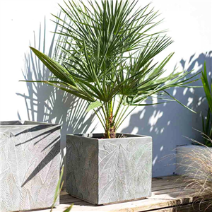 Etched Palm Cube 30cm